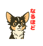 小さな黒と白茶のチワワたち（個別スタンプ：23）