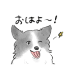 白黒のボーダーコリー（個別スタンプ：3）