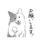 白黒のボーダーコリー（個別スタンプ：4）