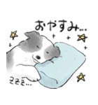 白黒のボーダーコリー（個別スタンプ：5）