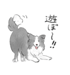 白黒のボーダーコリー（個別スタンプ：7）