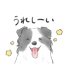 白黒のボーダーコリー（個別スタンプ：8）
