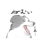 白黒のボーダーコリー（個別スタンプ：9）