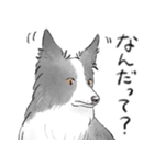 白黒のボーダーコリー（個別スタンプ：11）