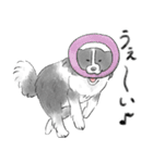 白黒のボーダーコリー（個別スタンプ：13）