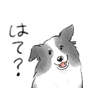 白黒のボーダーコリー（個別スタンプ：15）