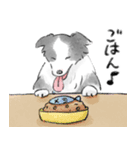 白黒のボーダーコリー（個別スタンプ：17）