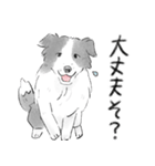 白黒のボーダーコリー（個別スタンプ：21）