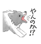 白黒のボーダーコリー（個別スタンプ：23）