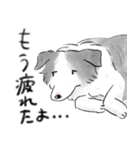 白黒のボーダーコリー（個別スタンプ：24）