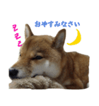 ママ友関係で使える柴犬ゆしろう（個別スタンプ：1）