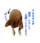 ママ友関係で使える柴犬ゆしろう（個別スタンプ：2）