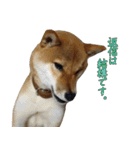 ママ友関係で使える柴犬ゆしろう（個別スタンプ：3）