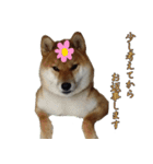 ママ友関係で使える柴犬ゆしろう（個別スタンプ：4）