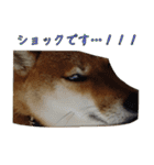 ママ友関係で使える柴犬ゆしろう（個別スタンプ：6）