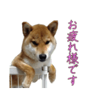 ママ友関係で使える柴犬ゆしろう（個別スタンプ：7）