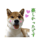 ママ友関係で使える柴犬ゆしろう（個別スタンプ：8）