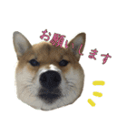 ママ友関係で使える柴犬ゆしろう（個別スタンプ：9）