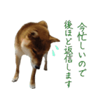 ママ友関係で使える柴犬ゆしろう（個別スタンプ：10）