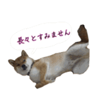 ママ友関係で使える柴犬ゆしろう（個別スタンプ：11）
