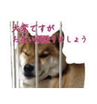 ママ友関係で使える柴犬ゆしろう（個別スタンプ：12）