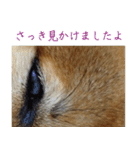 ママ友関係で使える柴犬ゆしろう（個別スタンプ：14）