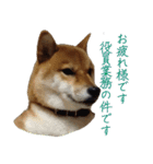 ママ友関係で使える柴犬ゆしろう（個別スタンプ：15）