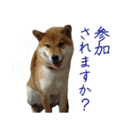 ママ友関係で使える柴犬ゆしろう（個別スタンプ：16）