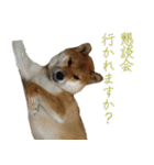 ママ友関係で使える柴犬ゆしろう（個別スタンプ：17）