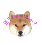 ママ友関係で使える柴犬ゆしろう（個別スタンプ：18）