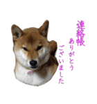 ママ友関係で使える柴犬ゆしろう（個別スタンプ：21）