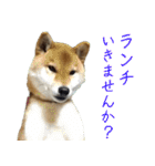 ママ友関係で使える柴犬ゆしろう（個別スタンプ：23）