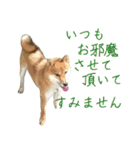 ママ友関係で使える柴犬ゆしろう（個別スタンプ：24）