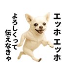 エッホエッホ チワワ 伝えなきゃ（個別スタンプ：1）