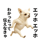 エッホエッホ チワワ 伝えなきゃ（個別スタンプ：2）