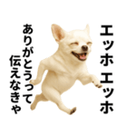 エッホエッホ チワワ 伝えなきゃ（個別スタンプ：3）