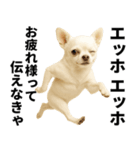 エッホエッホ チワワ 伝えなきゃ（個別スタンプ：4）