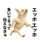 エッホエッホ チワワ 伝えなきゃ（個別スタンプ：5）