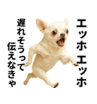 エッホエッホ チワワ 伝えなきゃ（個別スタンプ：6）