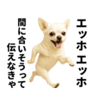 エッホエッホ チワワ 伝えなきゃ（個別スタンプ：7）