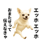 エッホエッホ チワワ 伝えなきゃ（個別スタンプ：8）