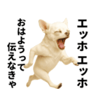 エッホエッホ チワワ 伝えなきゃ（個別スタンプ：9）