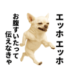エッホエッホ チワワ 伝えなきゃ（個別スタンプ：10）