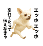 エッホエッホ チワワ 伝えなきゃ（個別スタンプ：12）