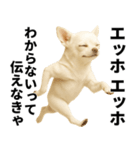 エッホエッホ チワワ 伝えなきゃ（個別スタンプ：13）