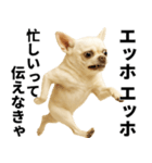 エッホエッホ チワワ 伝えなきゃ（個別スタンプ：14）