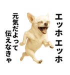 エッホエッホ チワワ 伝えなきゃ（個別スタンプ：15）