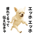 エッホエッホ チワワ 伝えなきゃ（個別スタンプ：16）