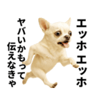 エッホエッホ チワワ 伝えなきゃ（個別スタンプ：17）