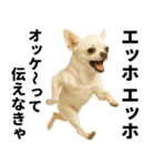 エッホエッホ チワワ 伝えなきゃ（個別スタンプ：18）